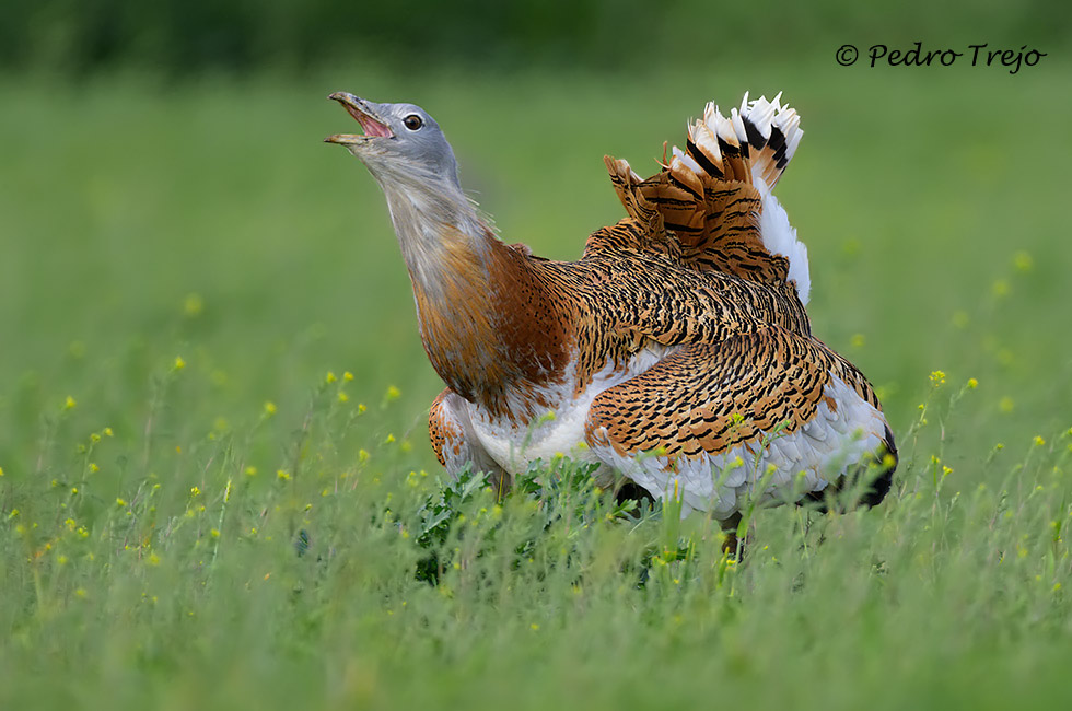 Avutarda (Otis tarda)